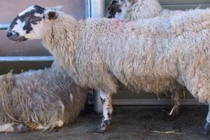 بیماری اسکرپی در گوسفندان | دام و پت