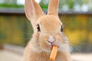 تغییر رنگ دندان خرگوش نشان دهنده چیست؟ | دام و پت