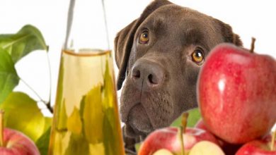سرکه سیب برای سگ، فواید و عوارض آن | دام و پت