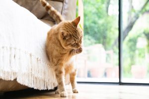 علت عدم تعادل در گربه ها چیست؟ | دام و پت