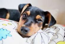 بی اشتهایی در سگ ها، علل و علائم تا راهکارهای درمان | دام وپت