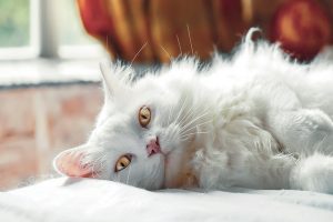 یبوست در گربه ها، علائم تشخیصی و راهکارهای درمانی | دام و پت