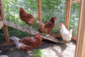 10 پرسش و پاسخ در مورد نگهداری از مرغ ها | دام و پت