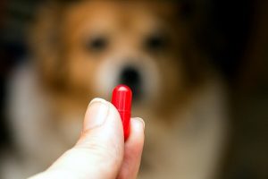 مناسب ترین دارو برای سگ چیست؟ | دام و پت