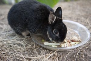 چرا خرگوش من همیشه گرسنه است؟ | دام و پت