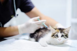 ویروس نقص ایمنی در گربه ها | دام و پت