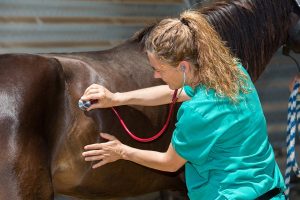 اسهال در اسب، علل تا گزینه های درمانی | دام و پت