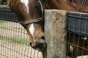 شایع ترین علل جویدن چوب در اسب ها | دام و پت