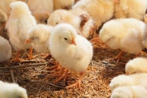 10 پرسش و پاسخ در مورد نگهداری از مرغ ها | دام و پت
