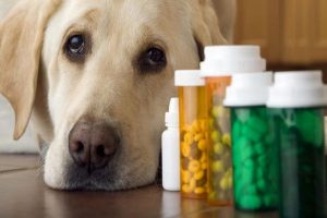 ویتامین ها و مکمل های مورد نیاز سگ | دام و پت