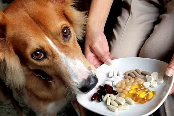 ویتامین ها و مکمل های مورد نیاز سگ | دام و پت