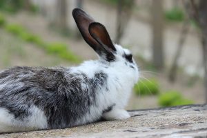 شکستگی ناخن در خرگوش، علل و راهکارهای آن | دام و پت