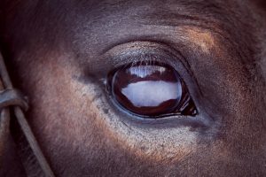 بیماری چشم صورتی در اسب | دام و پت