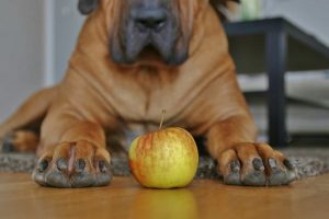 سرکه سیب برای سگ، فواید و عوارض آن | دام و پت