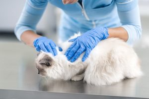 درمان شپش در گربه چیست؟ | دام و پت