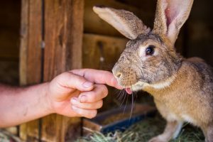 آیا خرگوش به کزاز مبتلا می شود؟ | دام و پت