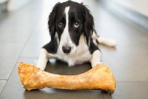 آیا سگ ها می توانند استخوان بخورند؟ | دام و پت