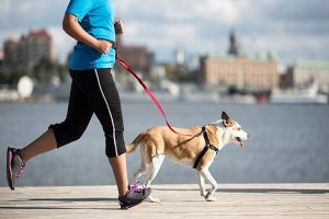عوارض چاقی و اضافه وزن در سگ ها | دام و پت