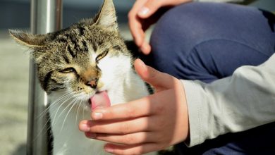 بیماری های انتقالی از گربه به انسان | دام و پت