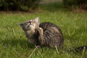 درمان شپش در گربه چیست؟ | دام و پت