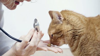 دیابت در گربه ها، علائم و علل تا درمان | دام و پت