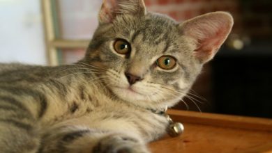 کراتیت در گربه ها، از علائم ظاهری تا راه های پیشگیری | دام و پت