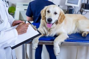 هیپرکراتوز سگ و گزینه های درمانی آن | دام و پت