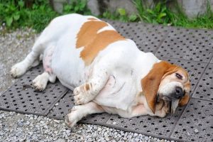 عوارض چاقی و اضافه وزن در سگ ها | دام و پت