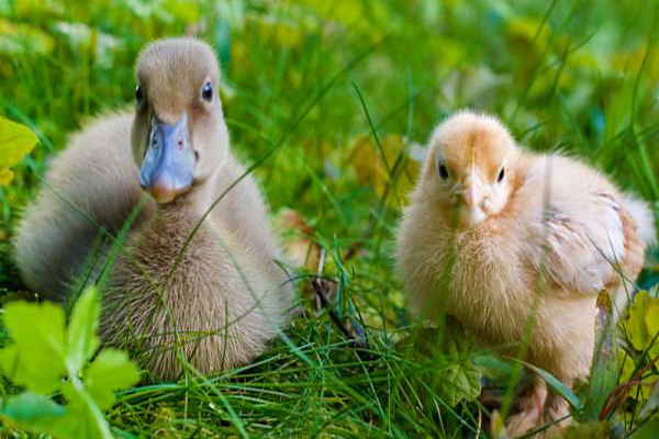 چگونه مرغ و اردک را در کنار هم پرورش دهیم؟ | دام و پت