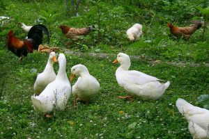 چگونه مرغ و اردک را در کنار هم پرورش دهیم؟ | دام و پتچگونه مرغ و اردک را در کنار هم پرورش دهیم؟ | دام و پت