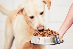 چگونه سگ را تشویق کنیم غذا بخورد؟ | دام و پت