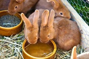 تغییر رنگ ادرار در خرگوش ها نشان دهنده چیست؟ | دام و پت