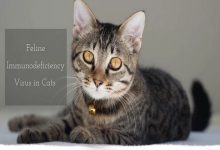 ویروس نقص ایمنی در گربه ها | دام و پت