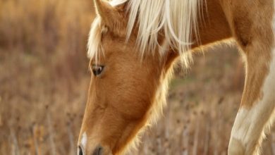 افسردگی در اسب ها، شایع ترین علل و درمان آنها | دام و پت