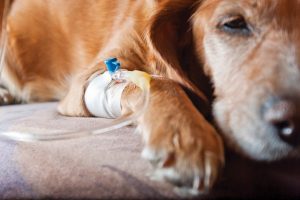 بی اشتهایی در سگ ها، علل و علائم تا راهکارهای درمان | دام وپت