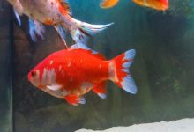 یبوست در ماهی قرمز (درمان، علل، پیشگیری، علائم) | دام و پت