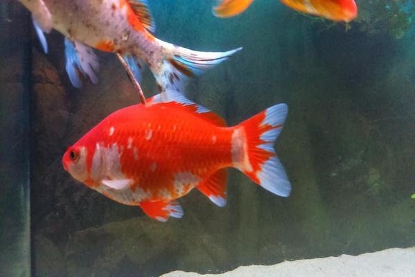 یبوست در ماهی قرمز (درمان، علل، پیشگیری، علائم) | دام و پت