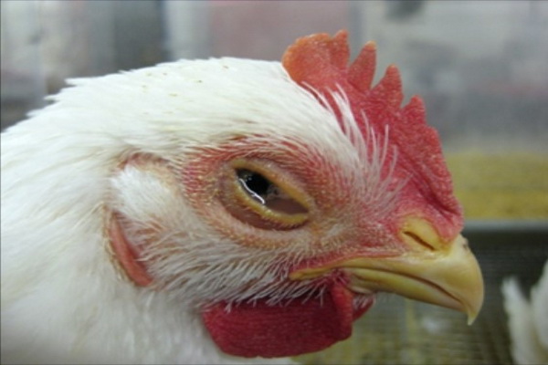 برونشیت عفونی در مرغ و عوارض آن | دام و پت