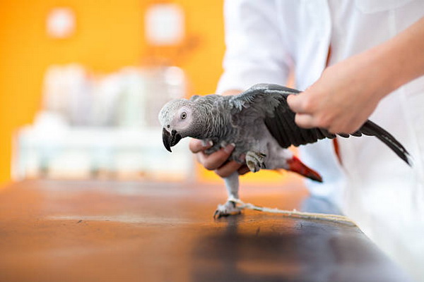 بیماری های انگلی در پرندگان خانگی را بشناسید. | دام و پت