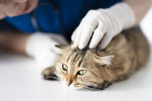 کراتیت در گربه ها، از علائم ظاهری تا راه های پیشگیری | دام و پت