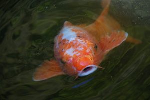 بیماری مثانه شنا در ماهی قرمز چیست؟ | دام و پت