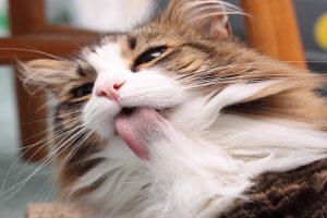 آسم گربه ای، یک بیماری مادام العمر در حیوان خانگی شما | دام و پت