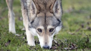 سگ گرگاس، ویژگی های رفتاری تا شایع ترین بیماری ها | دام و پت
