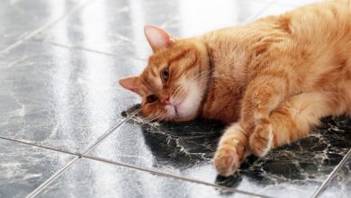 آسم گربه ای، یک بیماری مادام العمر در حیوان خانگی شما | دام و پت