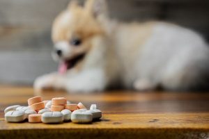 مناسب ترین دارو برای سگ چیست؟ | دام و پت