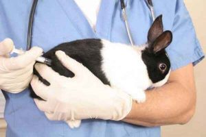 آیا خرگوش به کزاز مبتلا می شود؟ | دام و پت