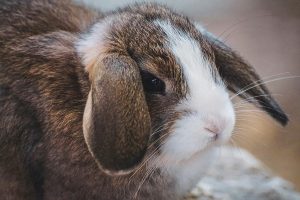 درمان یبوست در خرگوش چیست؟ | دام و پت