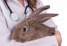 درمان یبوست در خرگوش چیست؟ | دام و پت