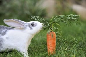 چگونه بفهمم خرگوش من گرسنه است؟ | دام و پت