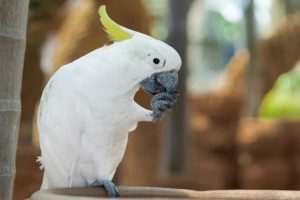 بیماری های انگلی در پرندگان خانگی را بشناسید. | دام و پت